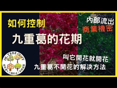 陽台可以種九重葛嗎|九重葛風水擺設指南：招財旺運，避開騰蛇勾絞煞 